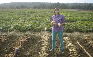 Growing Sweet Potato