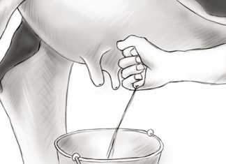 Hand-milking-how-to-keep-it-hygienic