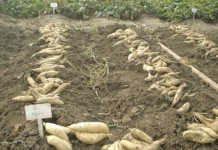 Sweet potatoes after planting