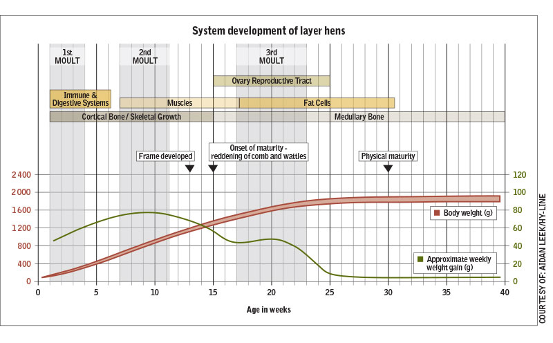 System development of layer hens