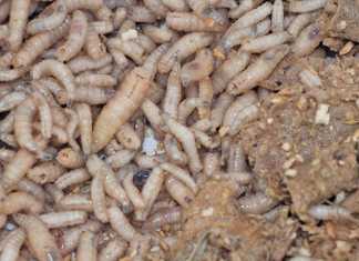 Using flies and maggot protein as animal feed