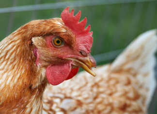 Expert advice on feeding layer hens