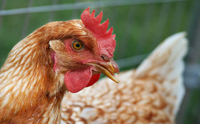 Expert advice on feeding layer hens
