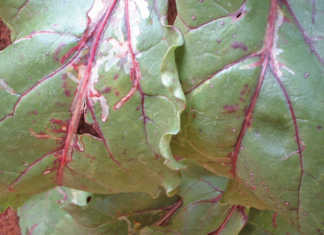 Beetroot for beginners: pests and diseases