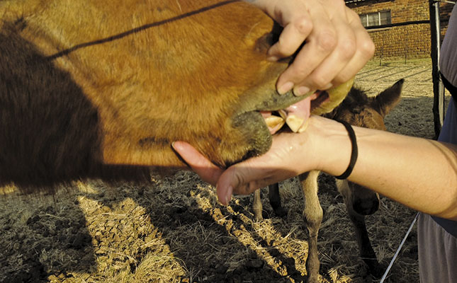 ‘Help! My pony has a parrot mouth!’