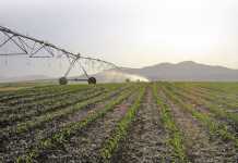 SA land reform must focus on smallholders