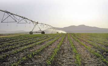 SA land reform must focus on smallholders