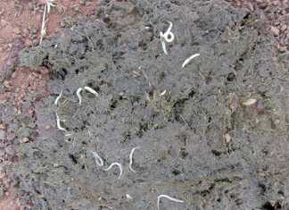 Strongyles-and-pinworms-in-horse-manure