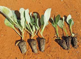 cabbage-seedlings