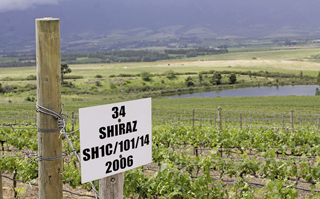 Consistent quality: the key to Saronsberg’s success Consistent quality: the key to Saronsberg’s success