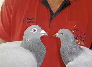 Leave our pigeons alone!
