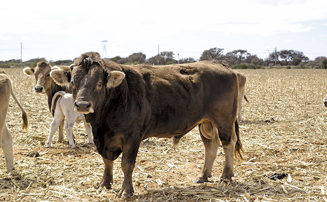Success with Braunvieh cattle – a top breeder shares his secrets