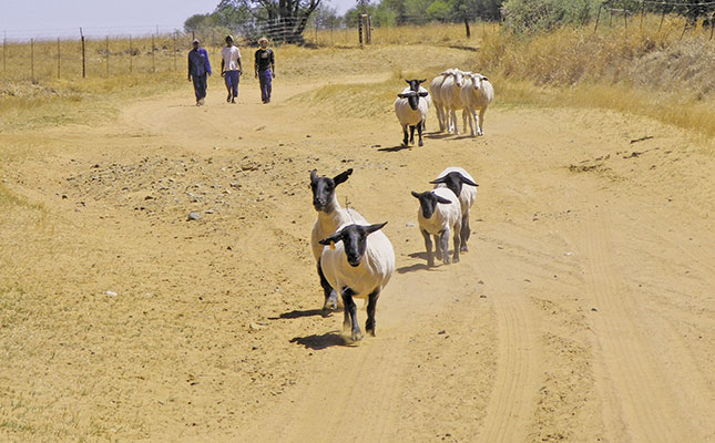 The Suffolk – ‘a no-nonsense breed’ The Suffolk – ‘a no-nonsense breed’