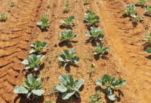 Kill the weed, not the cabbage Kill the weed, not the cabbage