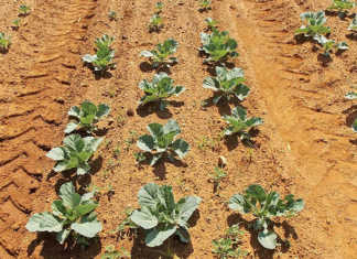 Kill the weed, not the cabbage