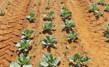 Kill the weed, not the cabbage