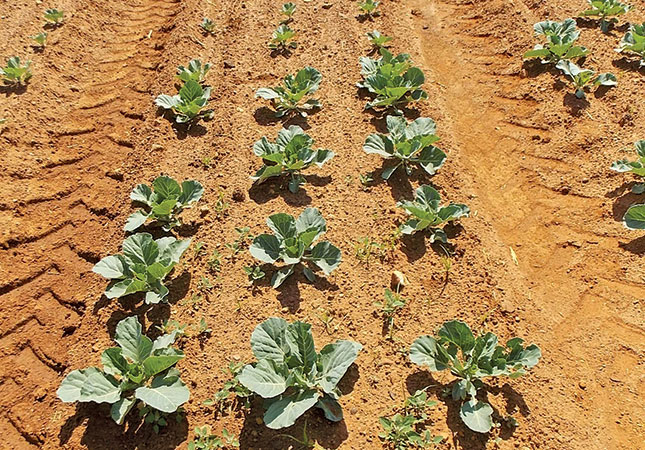 Kill the weed, not the cabbage Kill the weed, not the cabbage