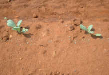 As soon as the plants have ‘taken’, they should receive their first dressing of LAN.