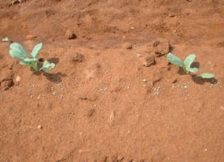 As soon as the plants have ‘taken’, they should receive their first dressing of LAN.