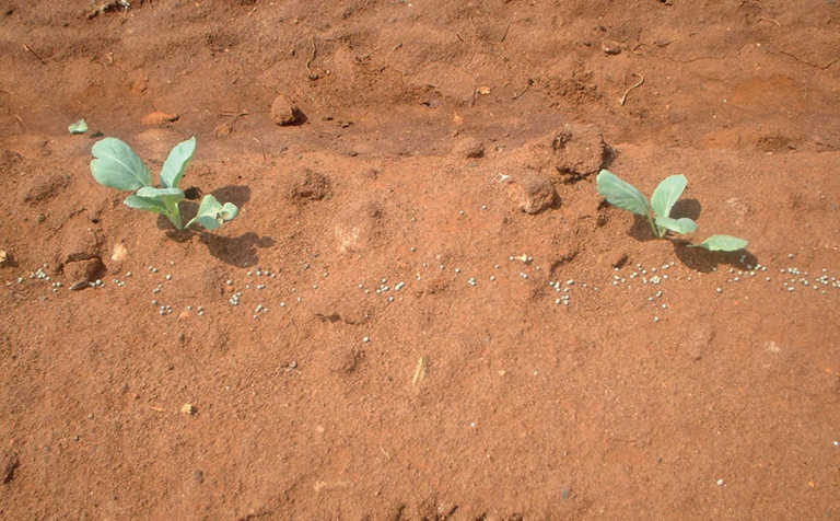 How to plant cabbage correctly How to plant cabbage correctly