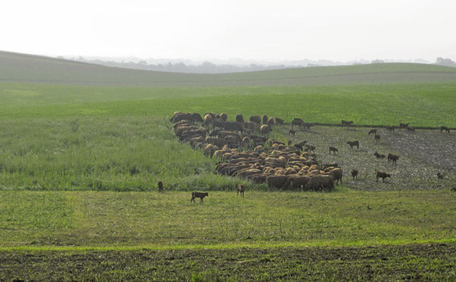Improved soil health through high-density grazing – Part 1 Improved soil health through high-density grazing – Part 1