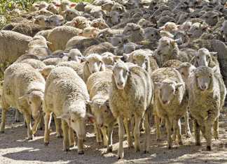 Konsortium Merino prepares for the future