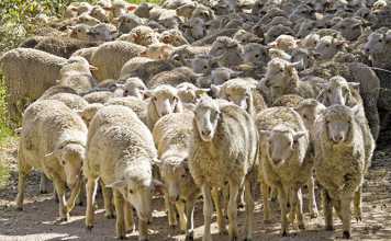 Konsortium Merino prepares for the future