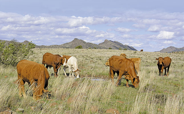 Oxen off grass – working the numbers