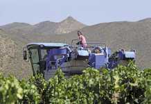 SA wine industry’s revamp
