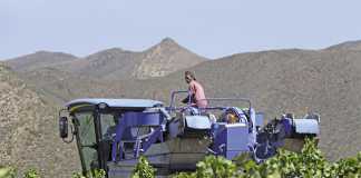 SA wine industry’s revamp