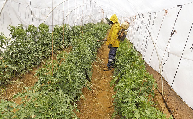 Starting with tomatoes – Part 3 Starting with tomatoes – Part 3