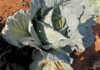 Sporadic, yet serious, cabbage pests