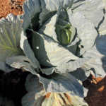Sporadic, yet serious, cabbage pests