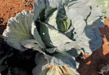 Sporadic, yet serious, cabbage pests Sporadic, yet serious, cabbage pests