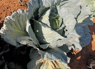 Sporadic, yet serious, cabbage pests