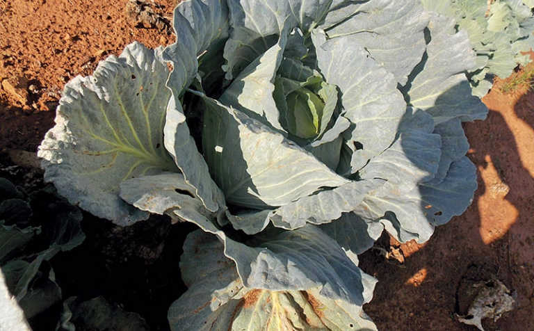 Sporadic, yet serious, cabbage pests Sporadic, yet serious, cabbage pests