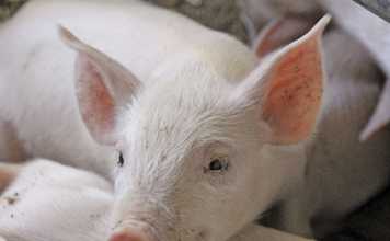 How Europe’s top farming countries are faring