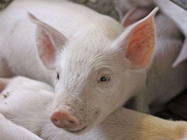 How Europe’s top farming countries are faring How Europe’s top farming countries are faring