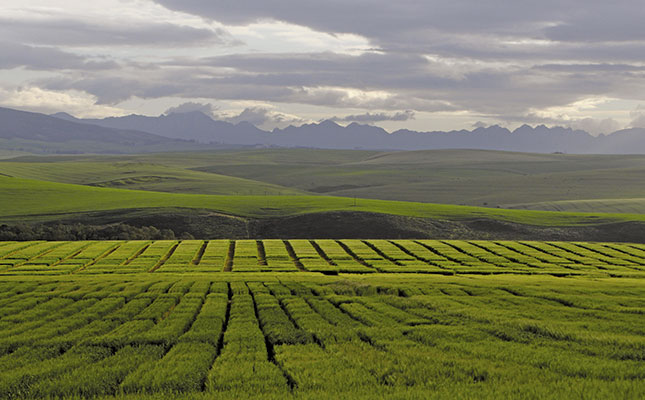 New malting barley varieties for the southern Cape New malting barley varieties for the southern Cape