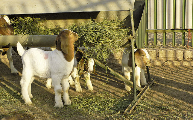 Feeding pen problems Feeding pen problems