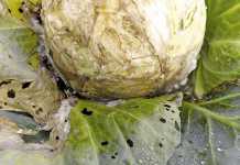 Get to understand Sclerotinia