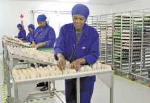 Poultry producers’ recovery