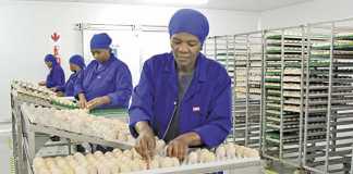 Poultry producers’ recovery