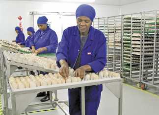 Poultry producers’ recovery