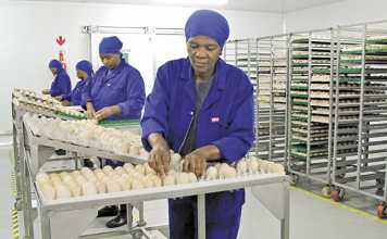 Poultry producers’ recovery