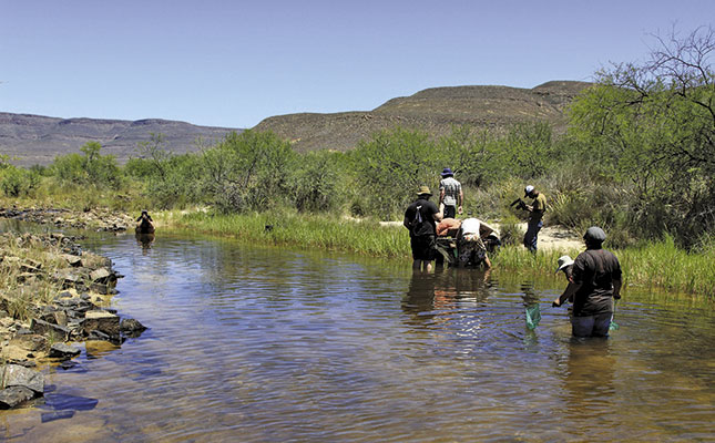 Securing a future for endangered fynbos fish Securing a future for endangered fynbos fish