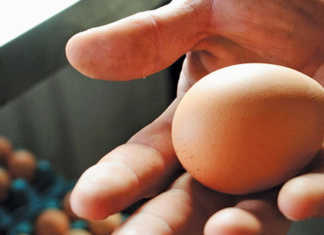 Farming eggs for family and profit