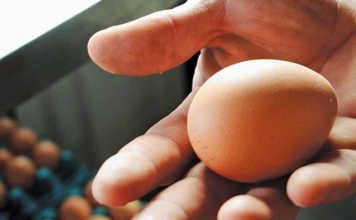 Farming eggs for family and profit