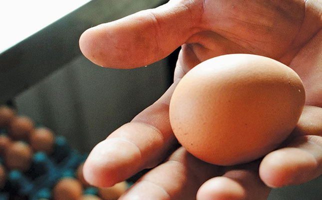 Farming eggs for family and profit Farming eggs for family and profit
