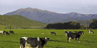 Can once a day milking work in South Africa